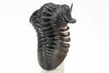 Morocconites Trilobite Fossil - Rock Removed Under Shell #209714-1